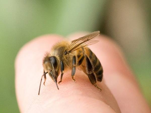 Bị ong chích là điềm gì?
