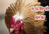 Video xem đá gà trực tiếp mới nhất 2022 - Đá gà Thomo, Campuchia